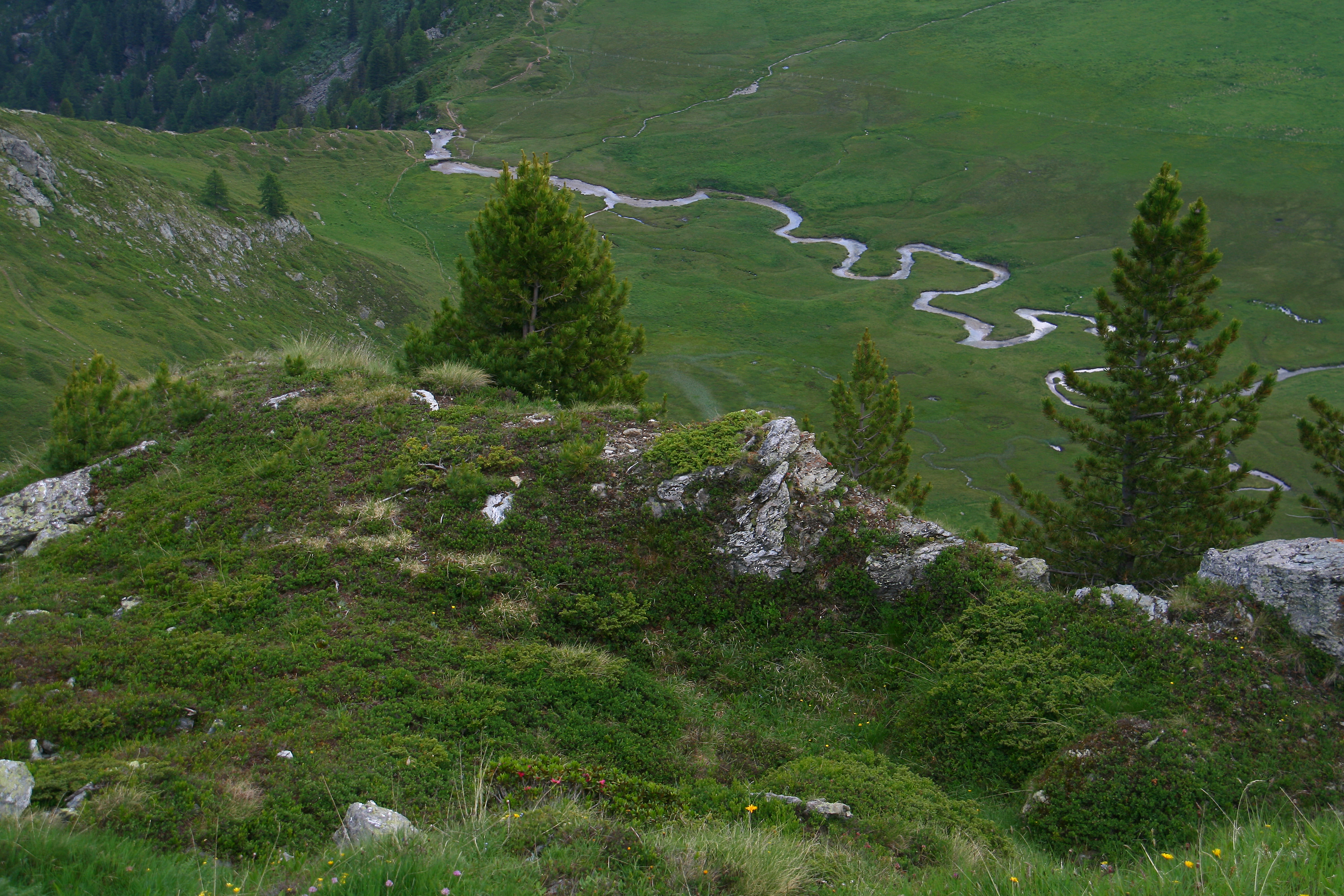 Vallon de Réchy (juillet 2013)