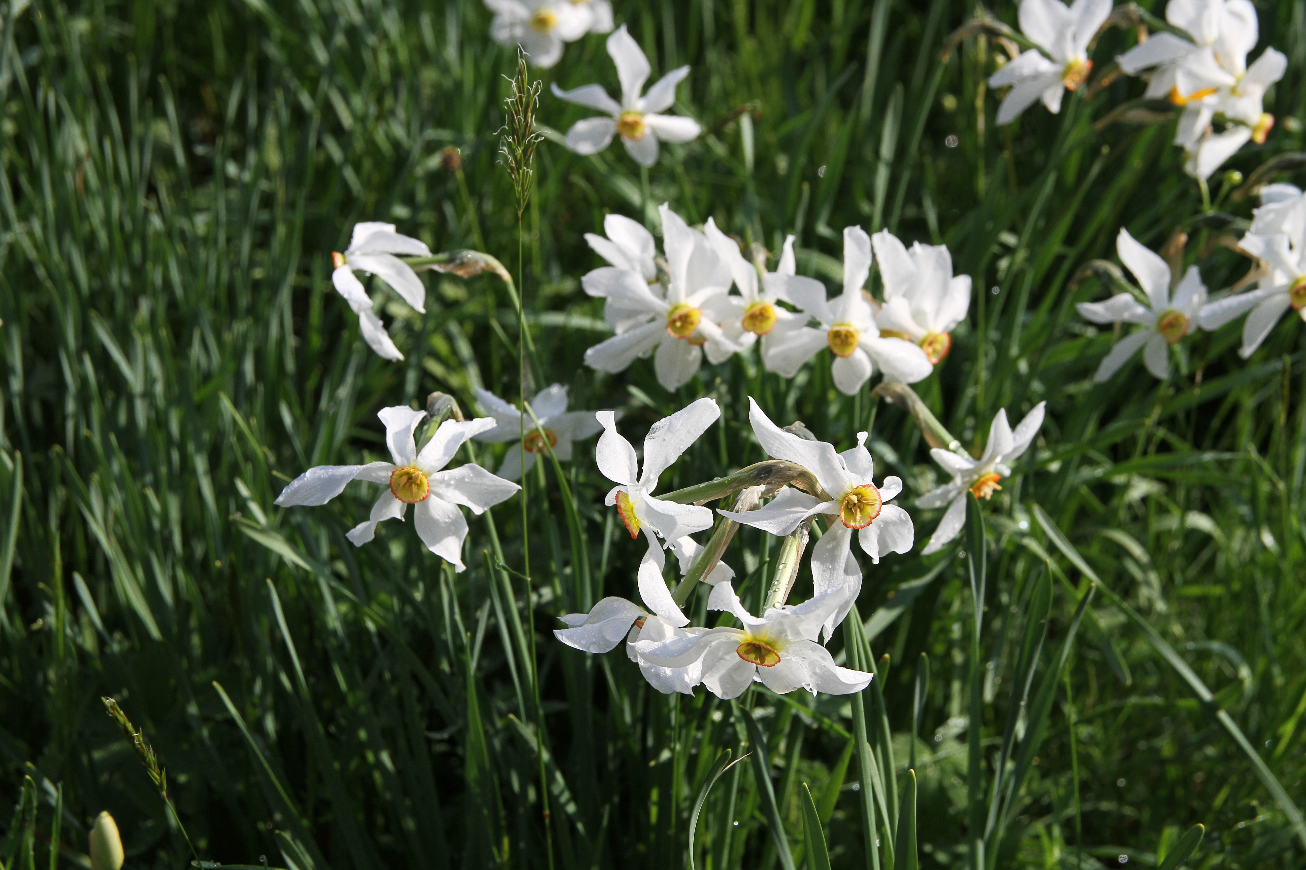 Sentier des Narcisses, Les Avants (mai 2018)