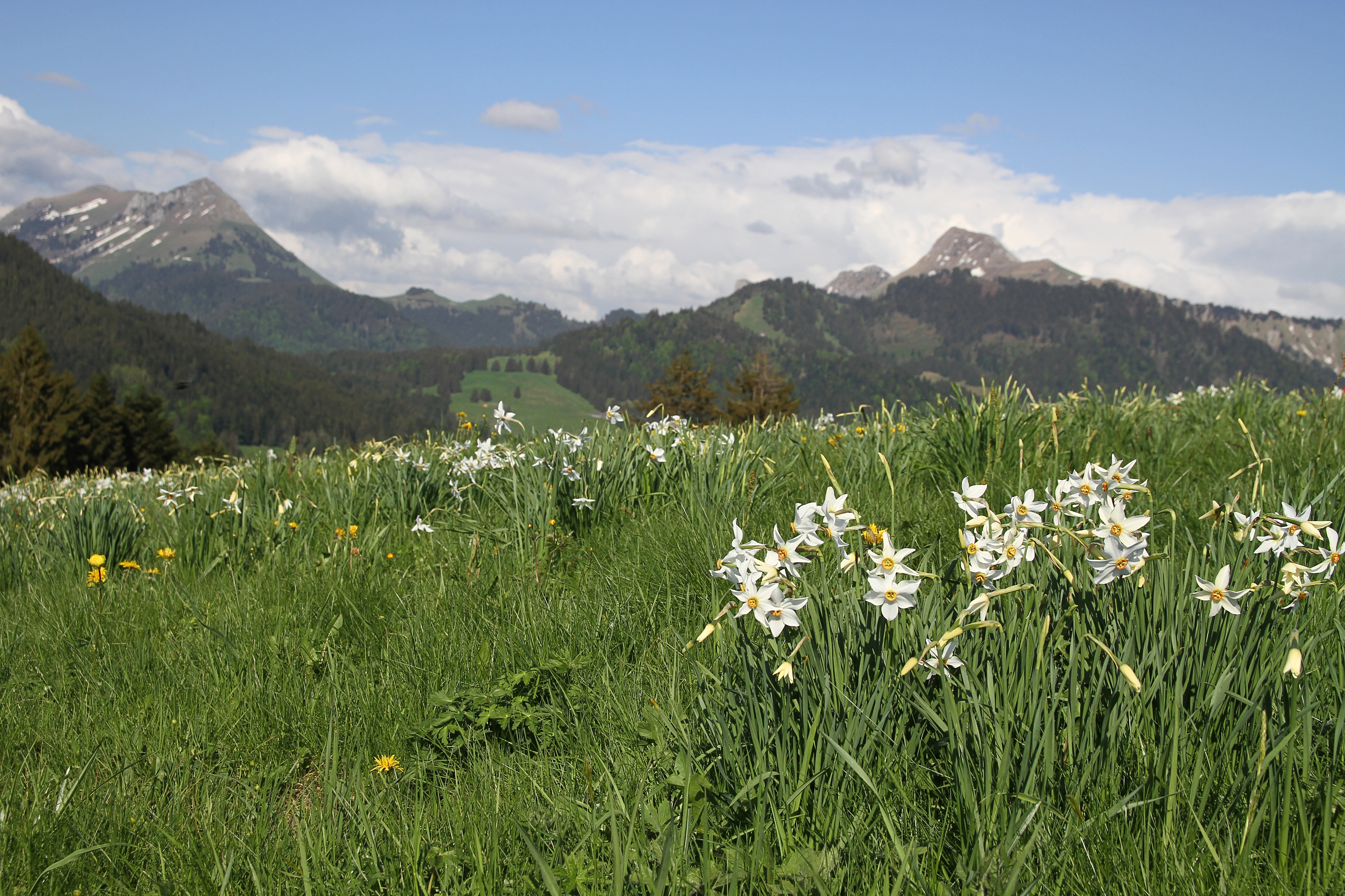 Sentier des narcisses, les Pléiades (mai 2018)
