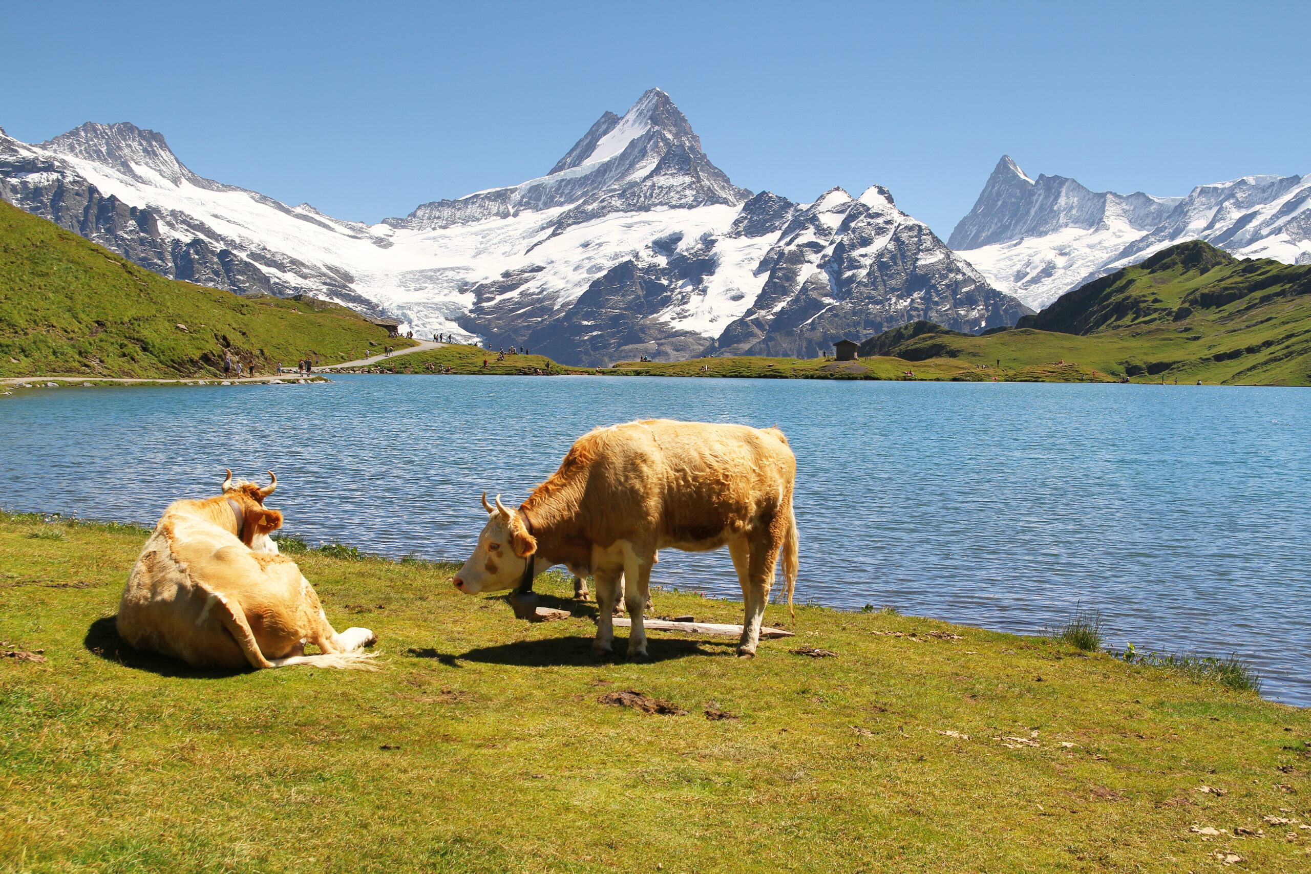 Faulhorn-Bachalpsee (août 2020)