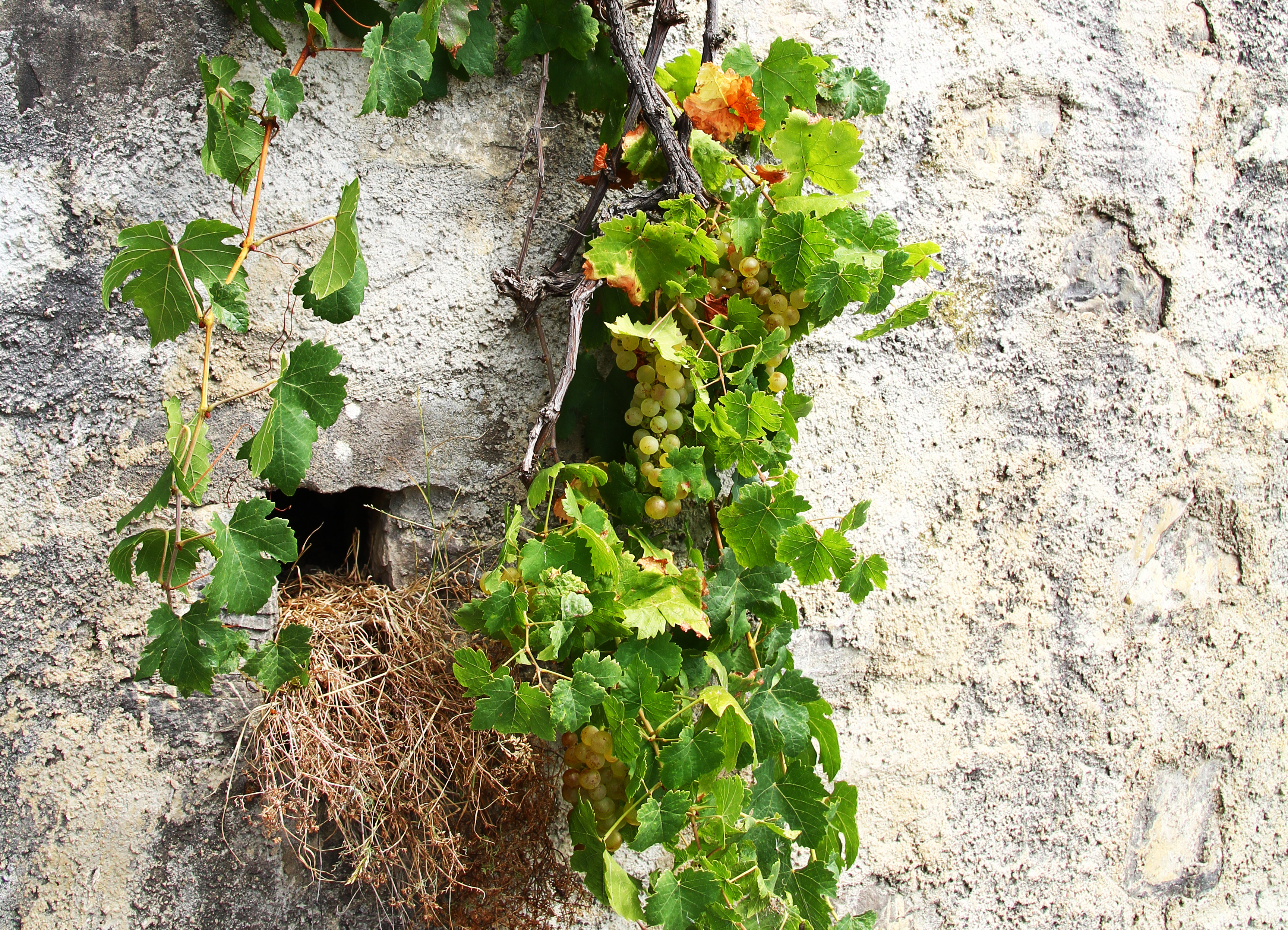 Vignobles de la Côte (août 2020)