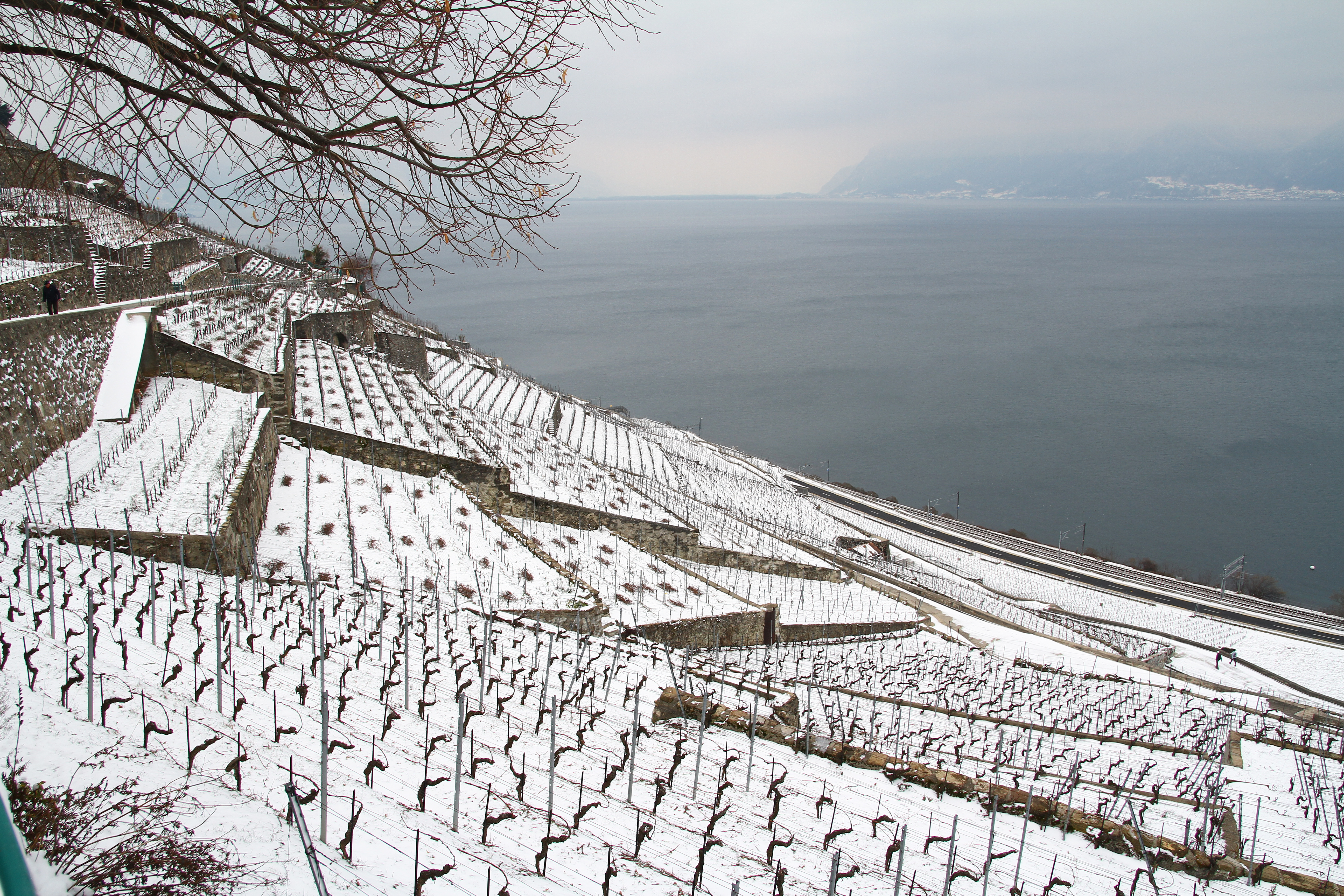 Lavaux (février 2021)