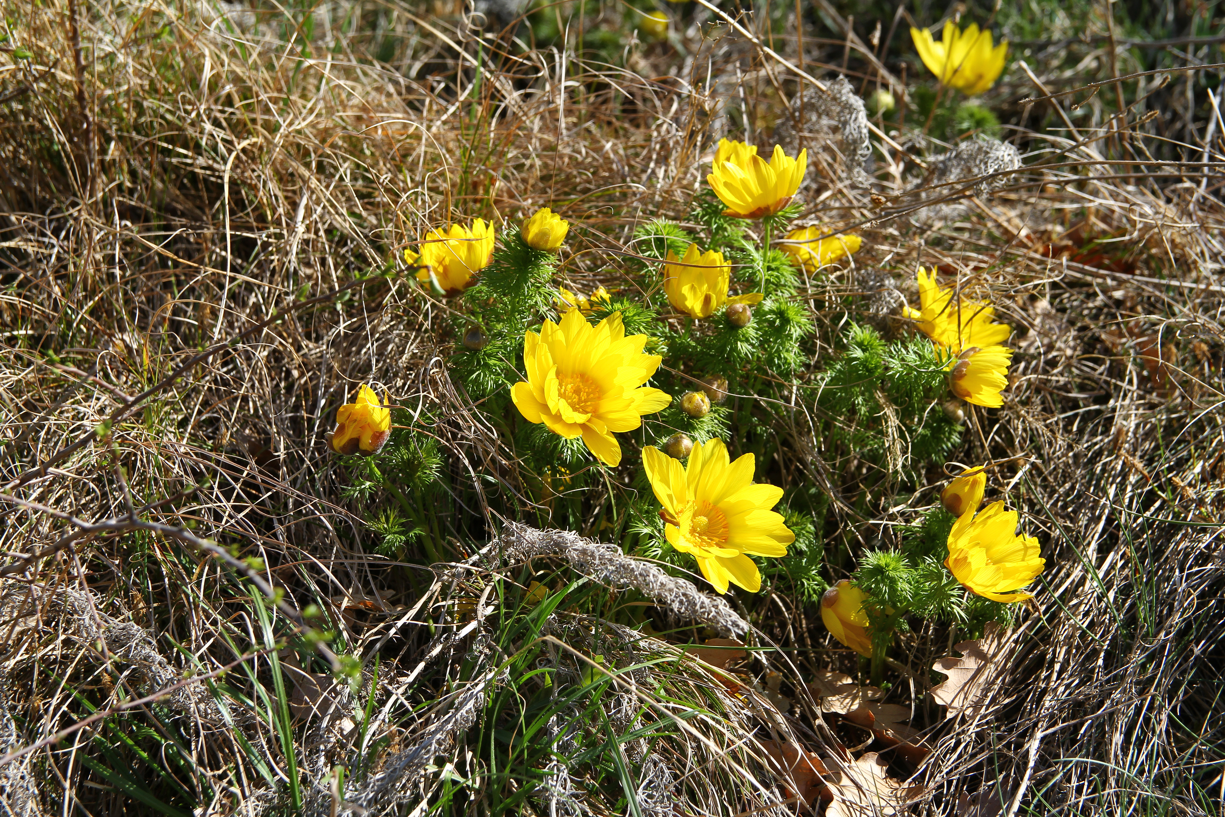 Sentier des adonis (avril 2021)