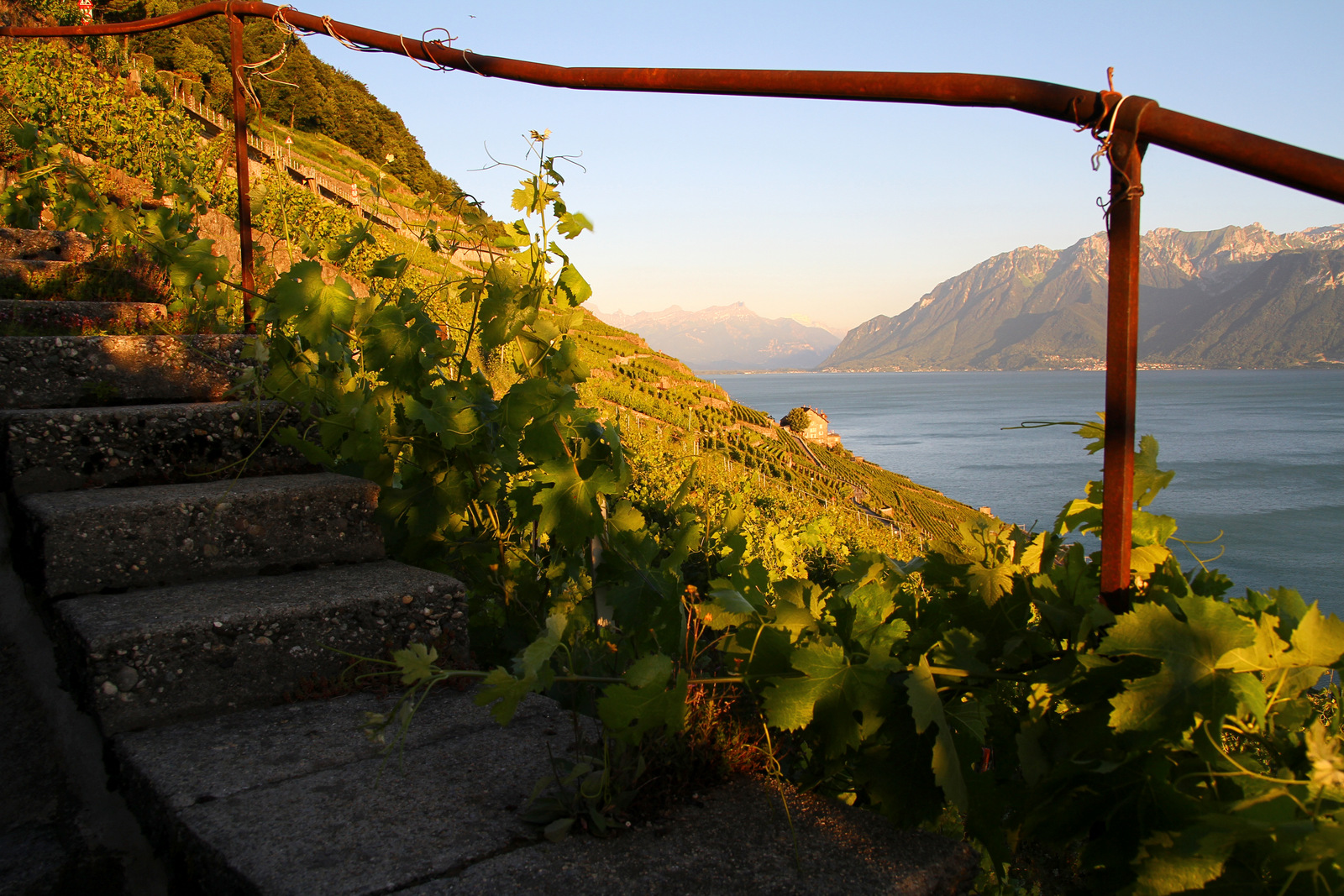 Lavaux (juin 2018)