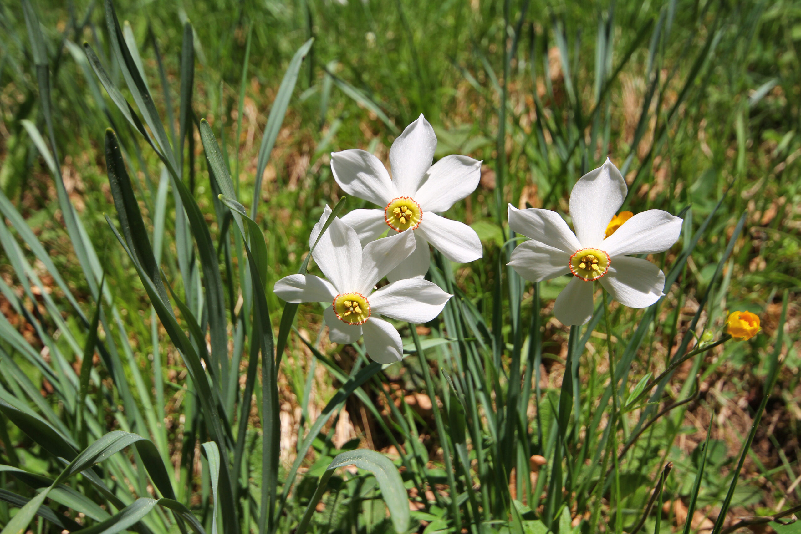 Sentier des narcisses aux Avants (mai 2022)