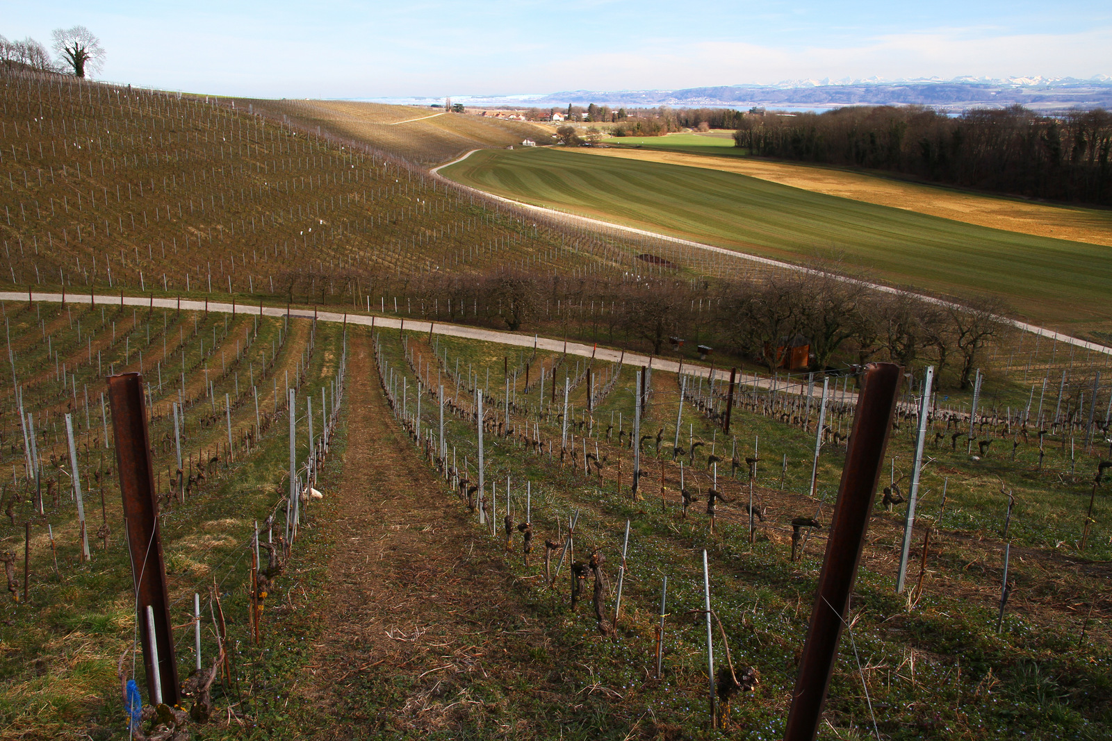 dans le vignoble de Bonvillars (février 2023)