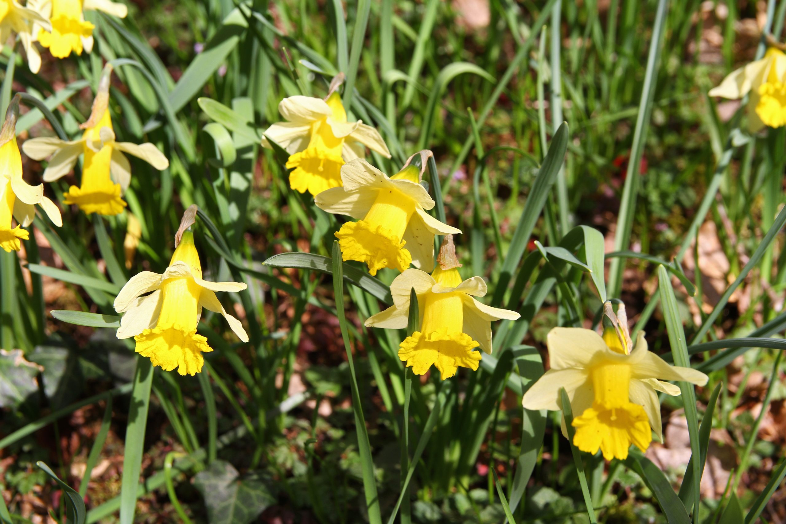 jonquilles à Eclepens (mars 2023)