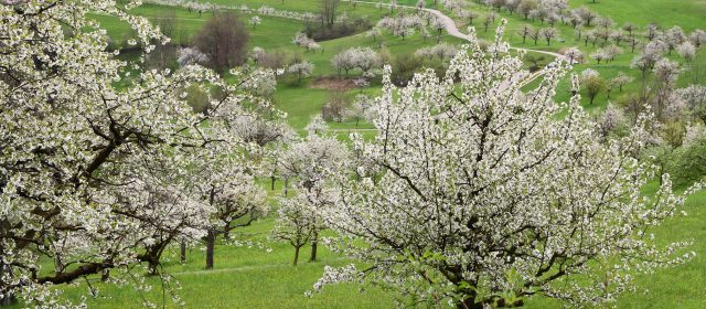 Cerisiers dans le Jura bâlois et soleurois (avril 2024)