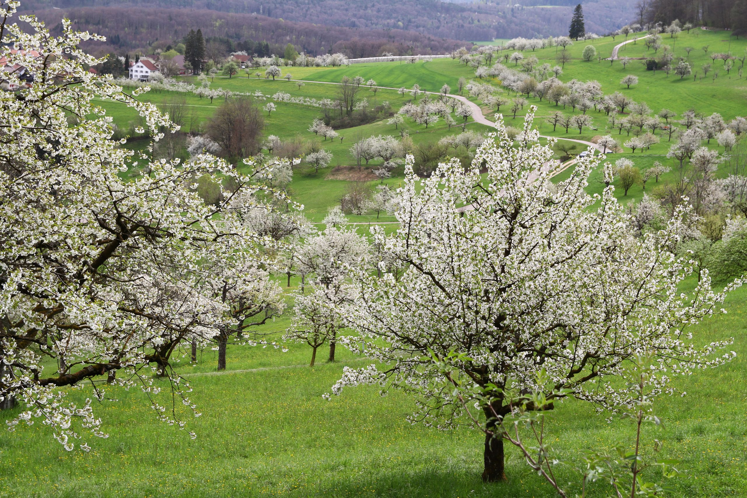Cerisiers dans le Jura bâlois et soleurois (avril 2024)