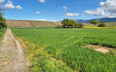 Route du Vignoble genevois (avril 2025)