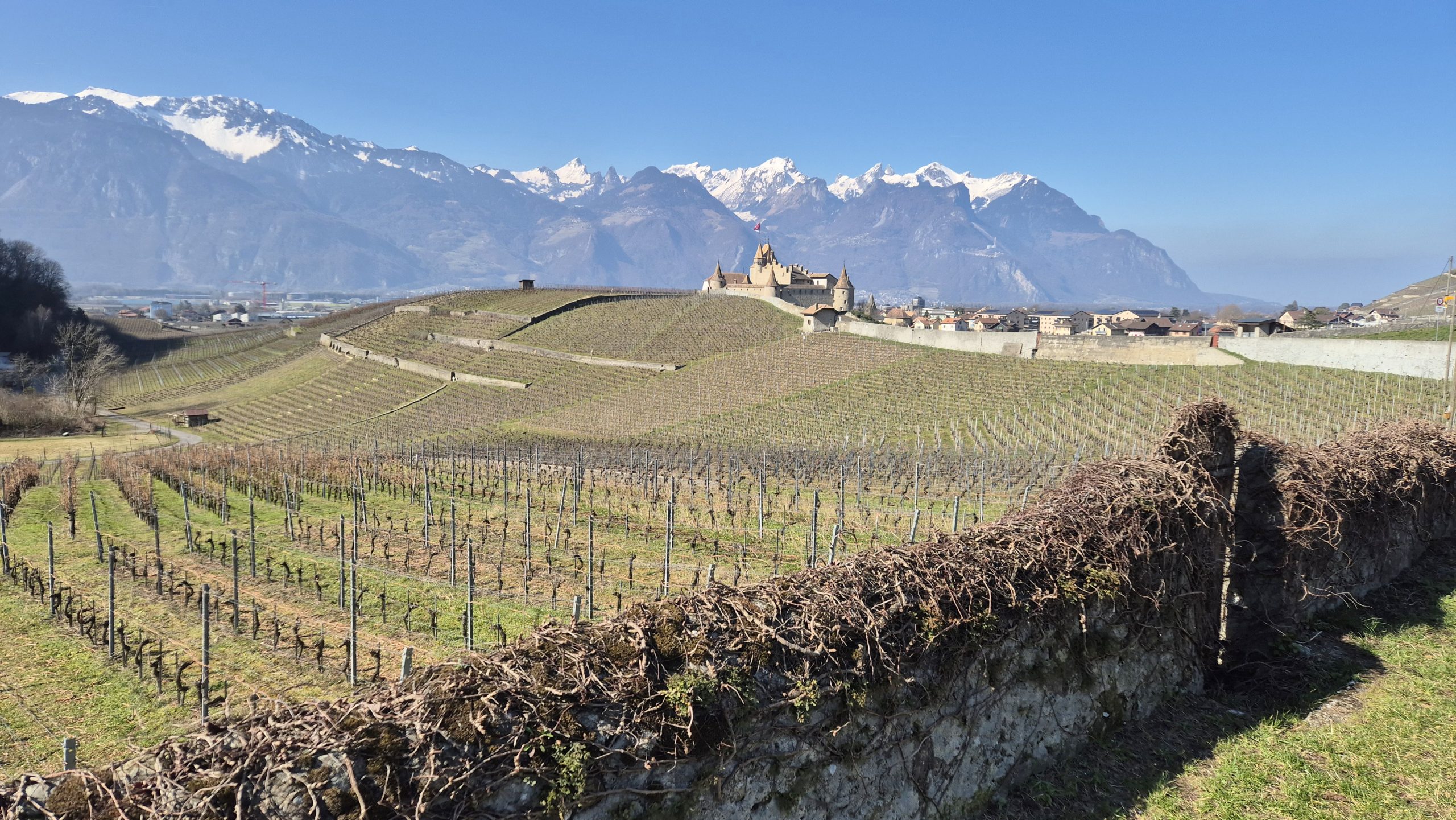 dans le vignoble d’Aigle – 02-03-2025 (10)a