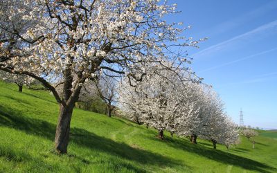 Cerisiers bâlois (avril 2025)