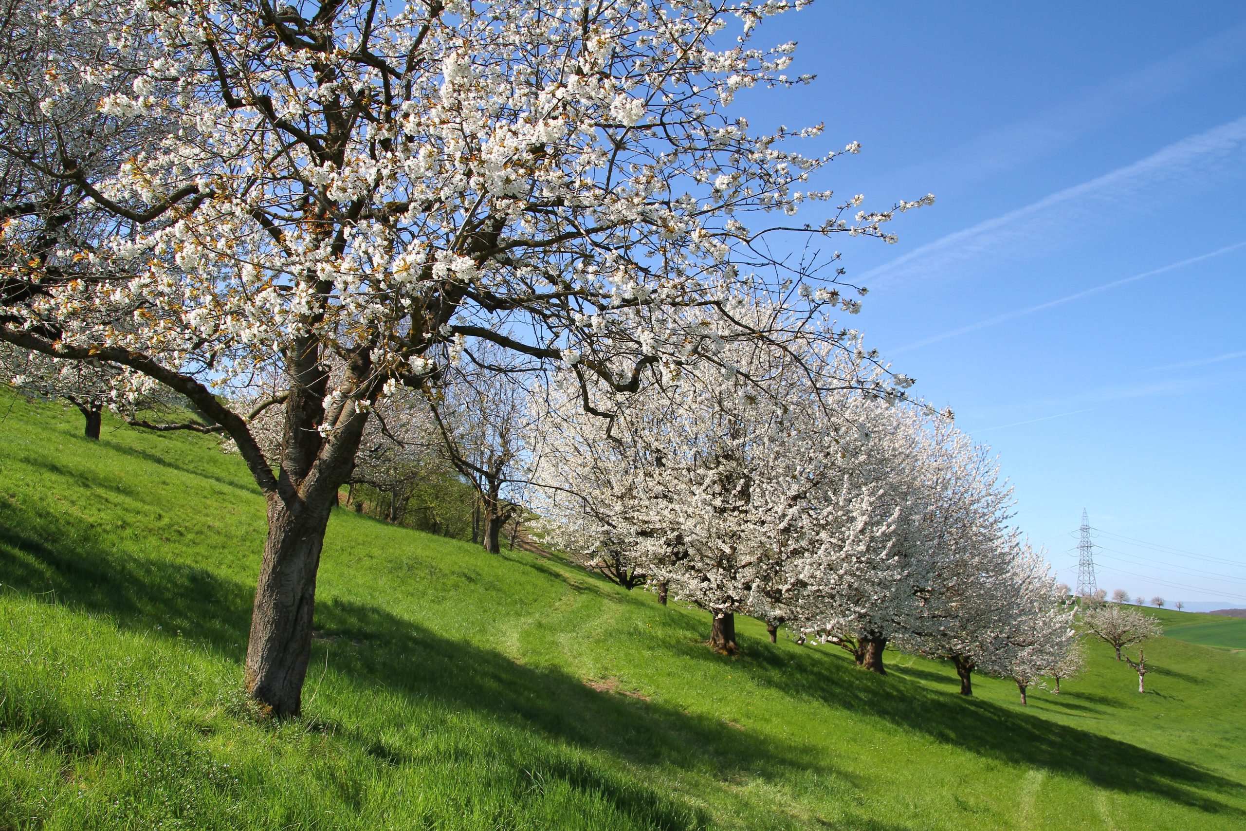 Cerisiers bâlois 11-04-2025 (130)a