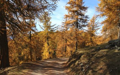 Mélèzes au col du Lein (novembre 2025)