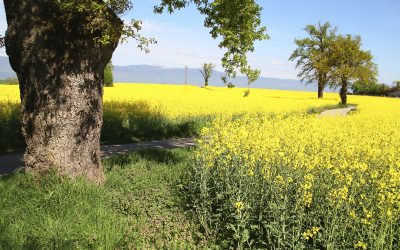 Entre Arve et Lac (avril 2026)