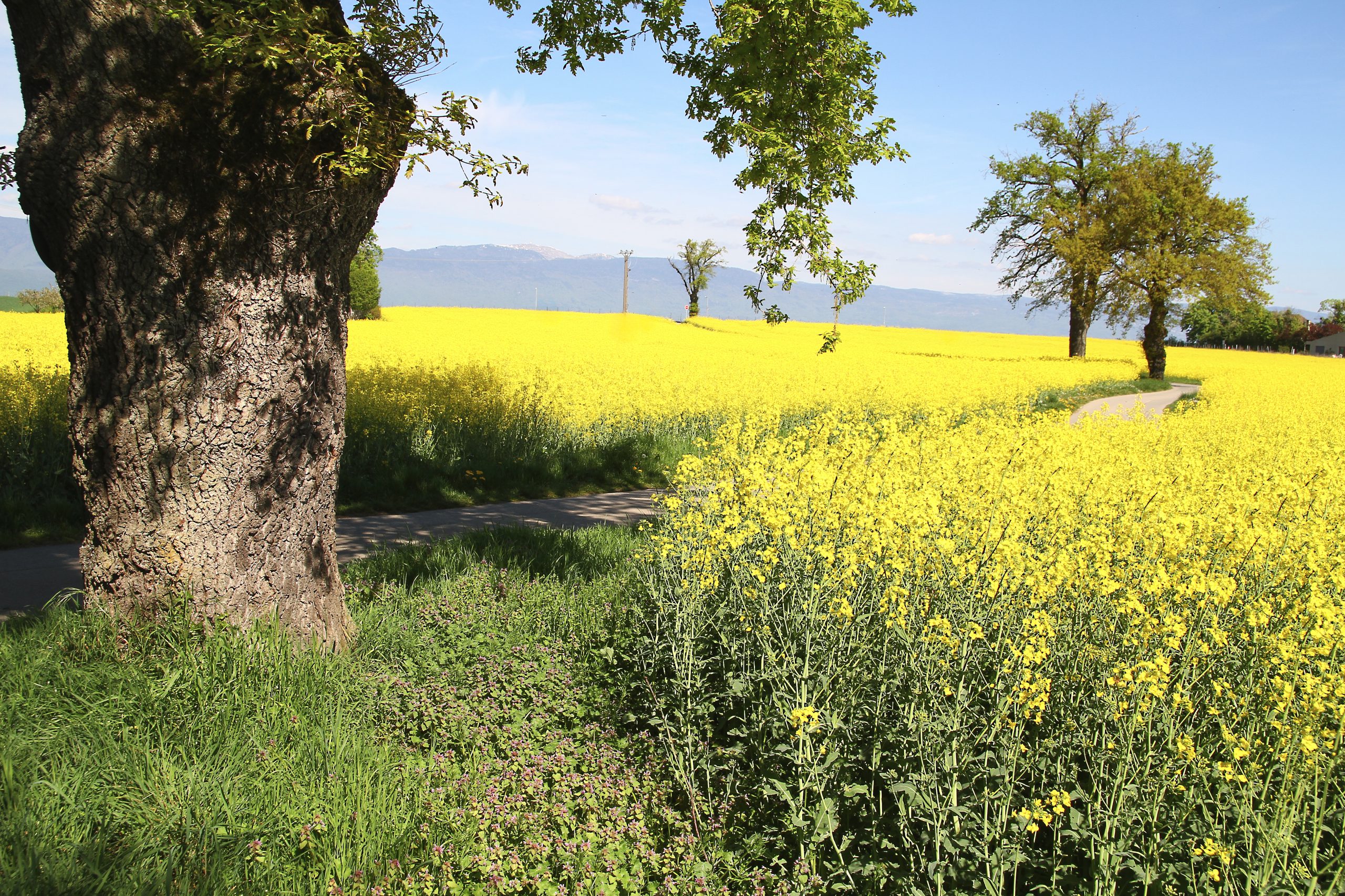Entre Arve et Lac 18-04-2026 (28)a