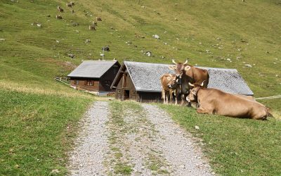 tour du Kronberg (juillet 2026)