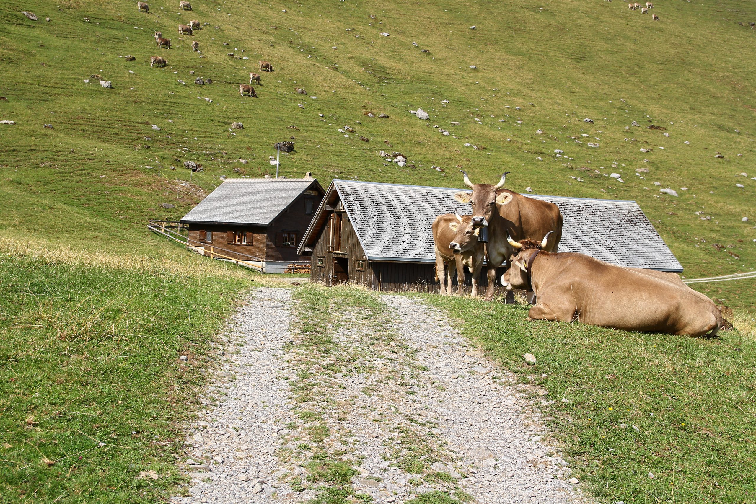 tour du Kronberg 23-072026 (148)a