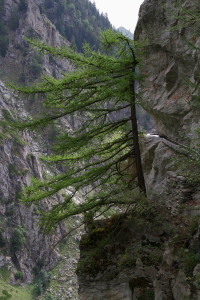 la Wyssa 