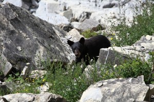 l'ours noir aperçu (parc de Forillon)