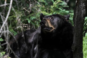 dans le zoo (dans la partie accompagnée)