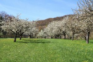 Nuglar