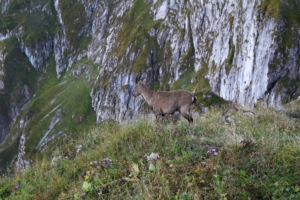 bouquetins au col de Planchamp