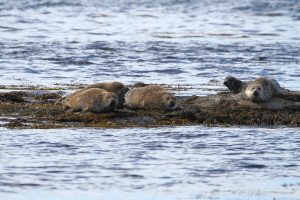 phoques sur la Kildonan beach