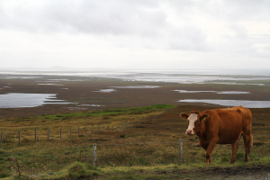 sur la colline du radar (sur Benbecula)