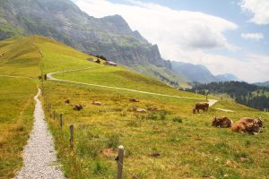 près de la Chammhaldenhütte
