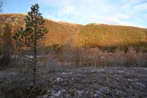 Langvatnet (au bord de la Fv17)