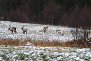 au bord de la 83 avant Harstad