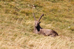 au col de Pavis