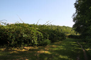 plantation d'arbres à kiwis