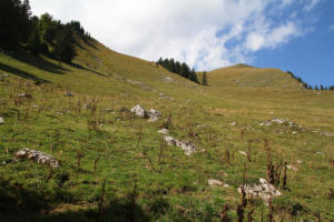 Vanil Blanc (montée dans le pâturage)