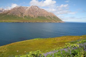 avant Ólafsfjarður