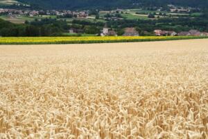 Burtigny